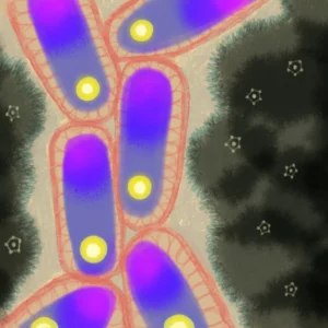 cuadro abstracción orgánica
